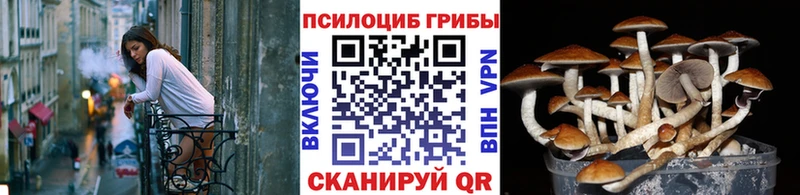 Псилоцибиновые грибы Psilocybe Александровское